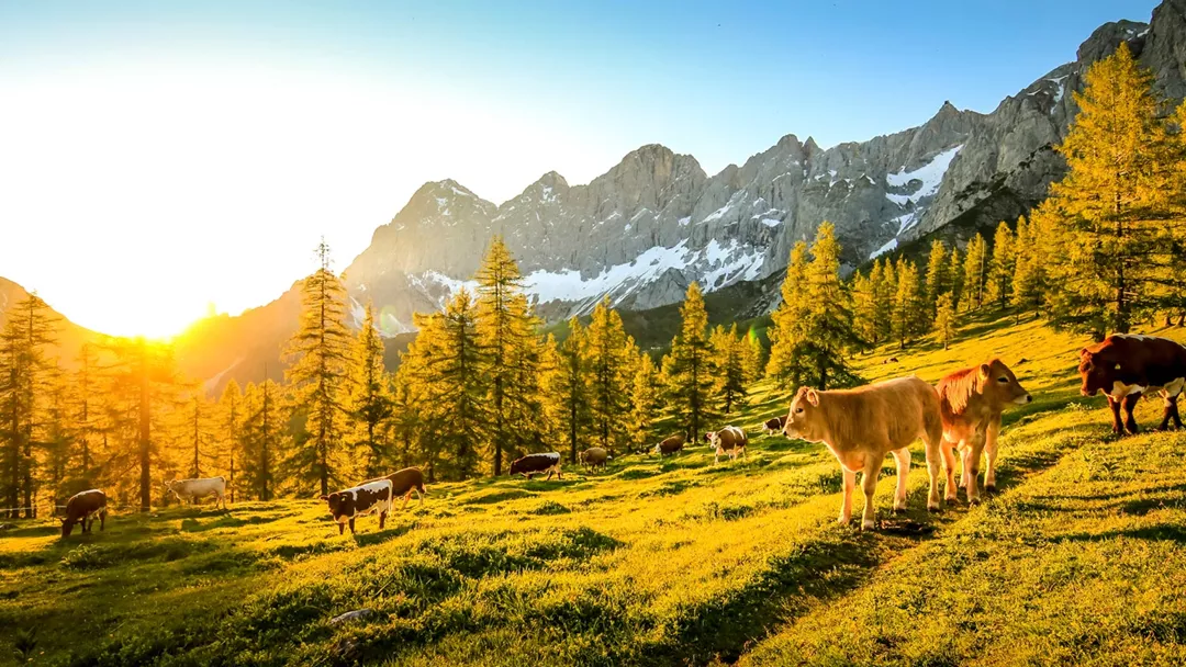 Steiermark Steiermark